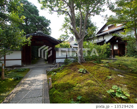 高台寺圓徳院の新緑 13529426