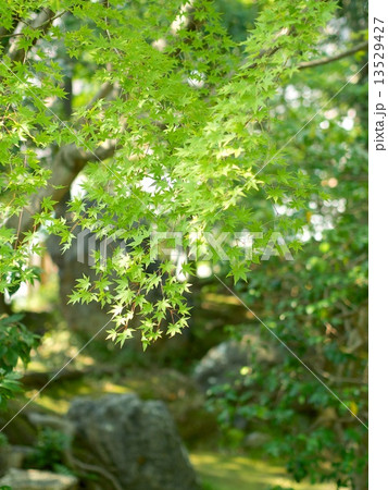 高台寺圓徳院の新緑 13529427