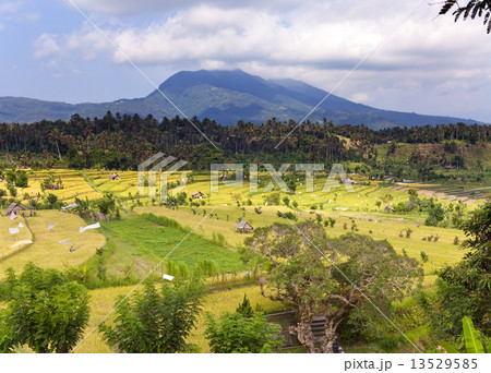 Tropical plants on a hill slope, Indonesia. Bali 13529585