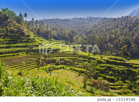 View on rice terraces, Bali, Indonesia.. View on rice terraces, Bali, Indonesia.. 13529586