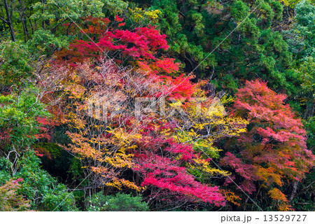 秋の奥香落渓  秋の奥香落渓  13529727