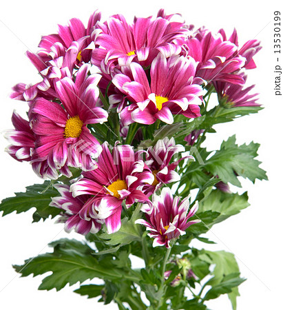 Flower of pink chrysanthemum 13530199