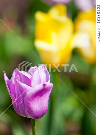 Pink tulip in the foreground and yellow on a background out of focus.. 13530203