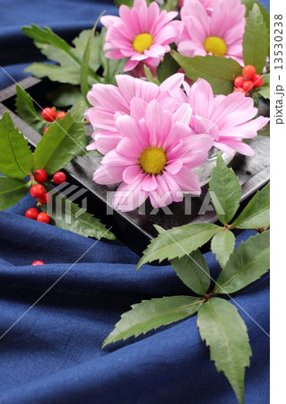 スプレーマムと千両 13530238