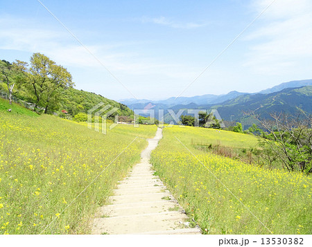 翠波高原の菜の花畑とずっと続く道 翠波高原の菜の花畑とずっと続く道 13530382