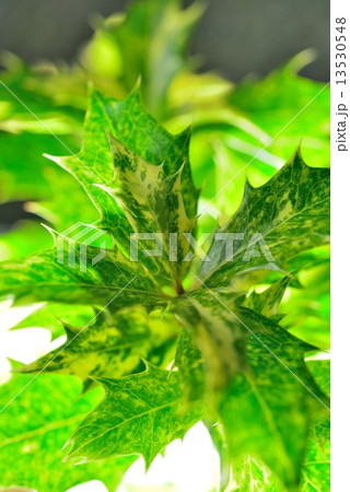 クリスマスホーリー クリスマスホーリー 13530548