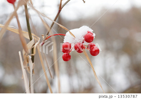 雪が乗ったサルトリイバラの実 13530787