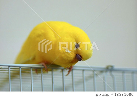 インコ 13531086