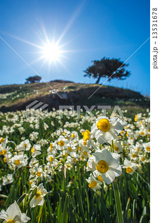 爪木崎 水仙と太陽 爪木崎 水仙と太陽 13531678