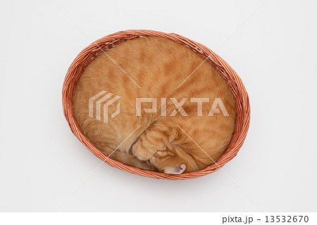 かごの中で丸くなって寝るネコ 13532670