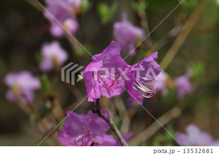 ケラマツツジの花 13532681