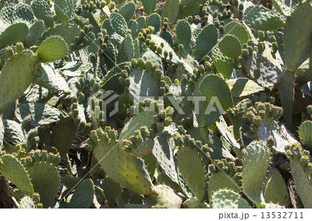 African cactus with ripe fruits 13532711