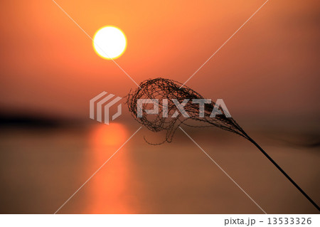 夕日 13533326