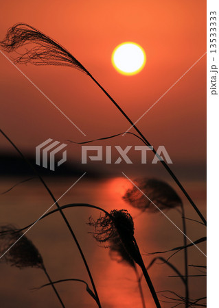 夕日 13533333