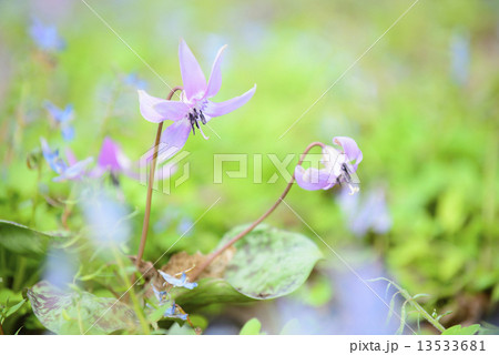 カタクリ 13533681