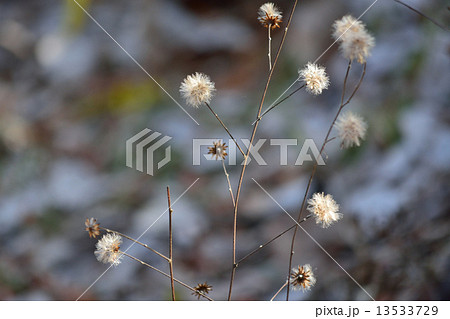 コウヤボウキ 13533729