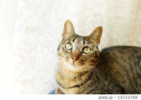 猫　上向き２ 13533768