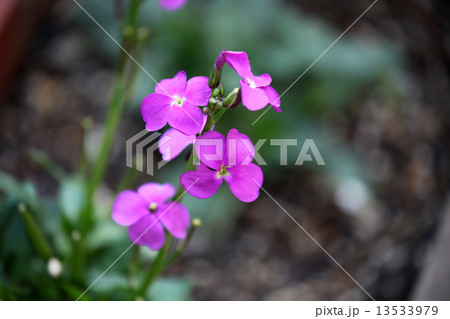 ストックの花 ストックの花 13533979