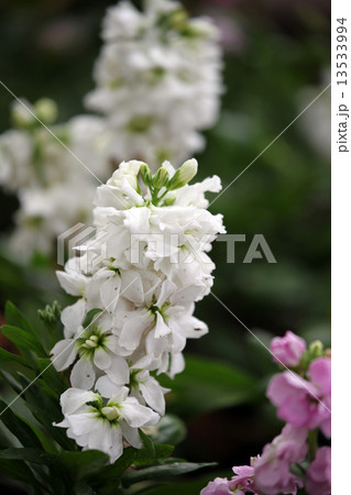 ストックの花 13533994
