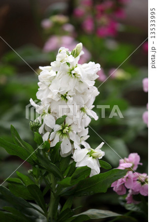ストックの花 ストックの花 13533995