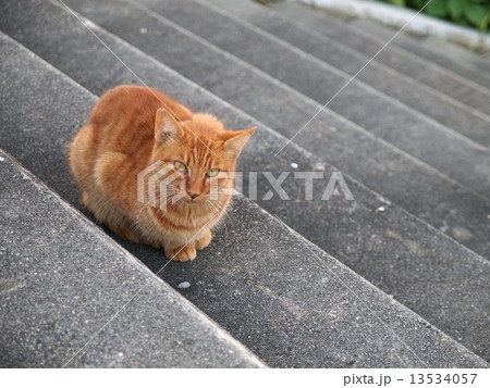 階段でうずくまる猫 階段でうずくまる猫 13534057