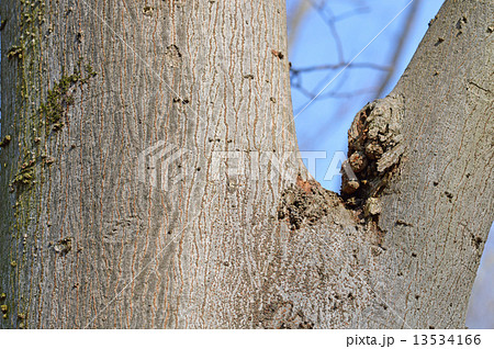 ムクノキ（椋木） 13534166