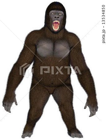 ゴリラ☆Gorilla 13534850