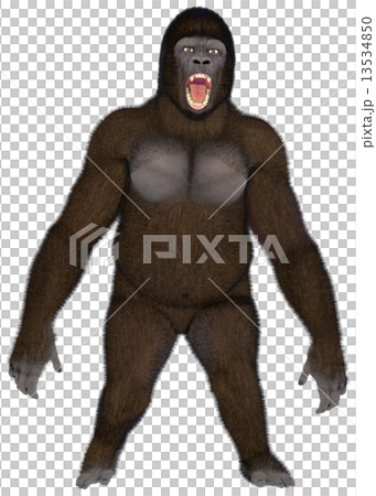 ゴリラ☆Gorilla 13534850