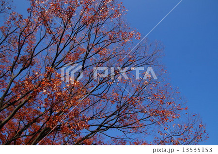 大阪城公園の紅葉 13535153
