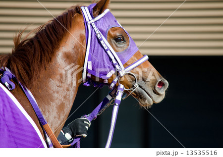 競走馬 競走馬 13535516
