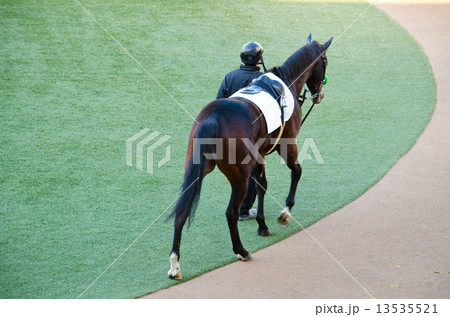 競馬(パドック) 13535521