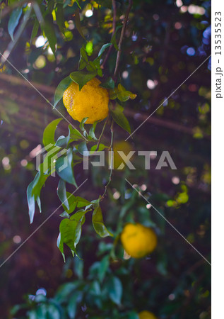 ユズ(木漏れ日) 13535523