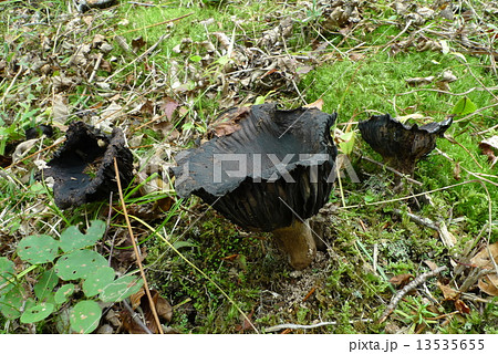 クロハツ クロハツ 13535655