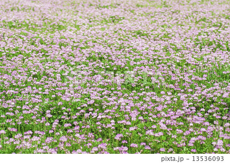 レンゲソウ レンゲソウ 13536093