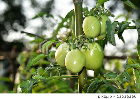 Tomatoes 13536266