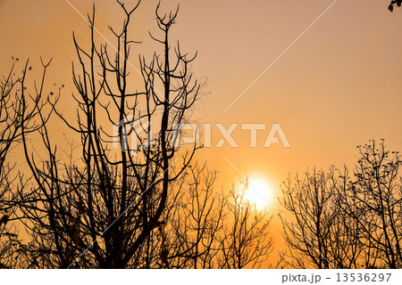 Dead tree in the sunset 13536297