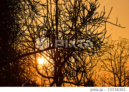 Dead tree in the sunset 13536301