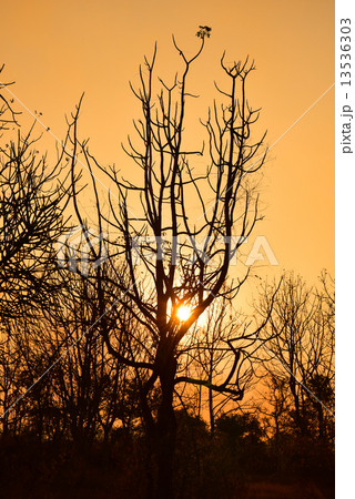 Dead tree in the sunset Dead tree in the sunset 13536303