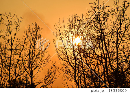 Dead tree in the sunset 13536309