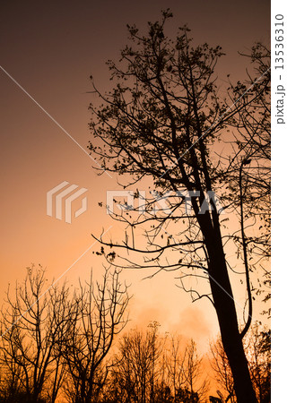 Dead tree in the sunset 13536310