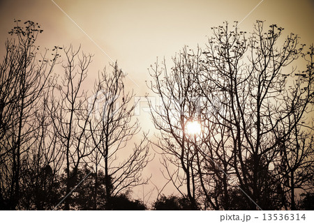 Dead tree in the sunset 13536314