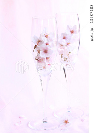桜・グラス２縦01 13537188