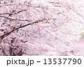 ソメイヨシノ 13537790