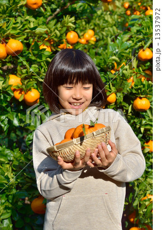 みかん狩りをする女の子 13537972