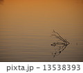 静かな水辺 13538393