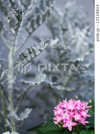 ペンタスと白妙菊 13538834