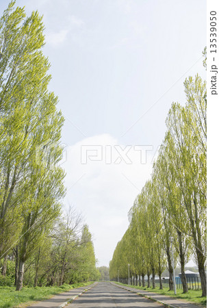 北海道大学の新ポプラ並木の写真素材