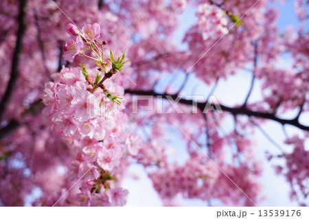 三浦の河津桜 13539176