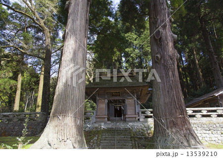 宝来吉見神社の夫婦杉と楼門2 宝来吉見神社の夫婦杉と楼門2 13539210