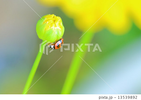 花とてんとう虫 13539892